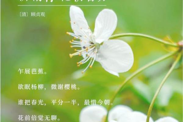 春分养生与传统文化的诗意交融