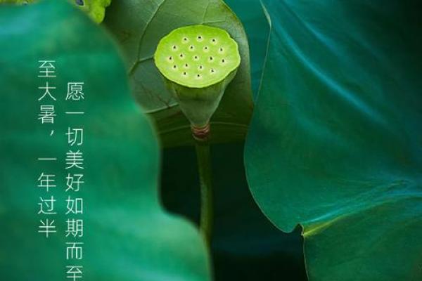 农历节气大暑与立秋的交替