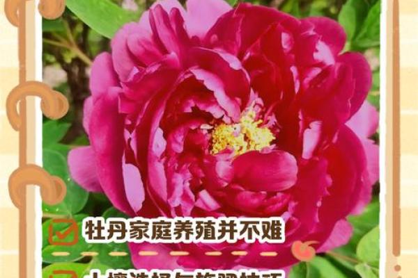 如何改变五行格局？牡丹花语教你平衡阴阳