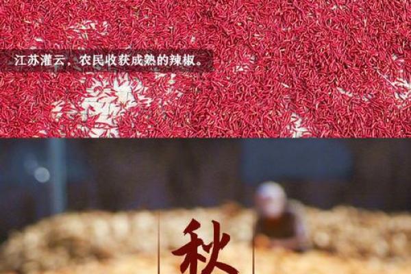 迎接秋收：八月如何利用农耕智慧准备冬季食物