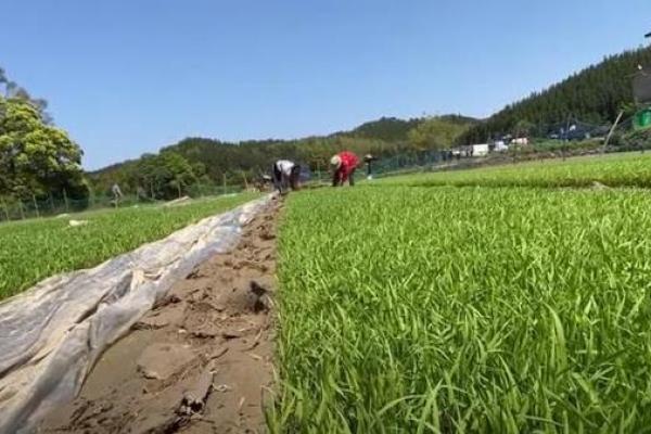 二月农耕季节：春耕的准备与农民的期待
