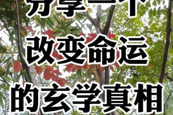 盲派命理实战揭示：误区与玄机让你更懂命运的真相