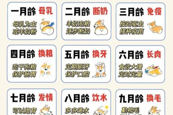 如何改变狗狗性格？五行格局调整秘籍大公开