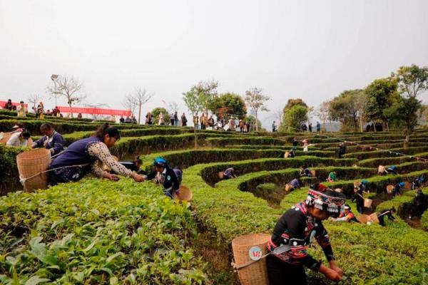 纳西族的采茶节：与自然共舞的农耕仪式