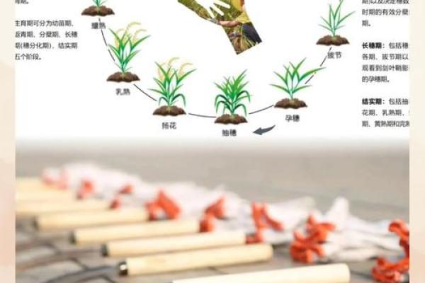 探索秋收节的农耕文化意义