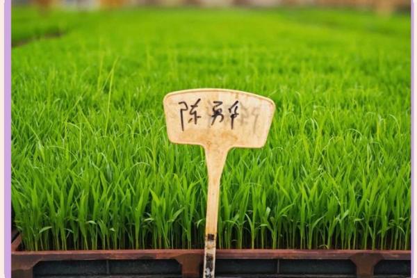 春耕忙碌中的自然节令与生活智慧