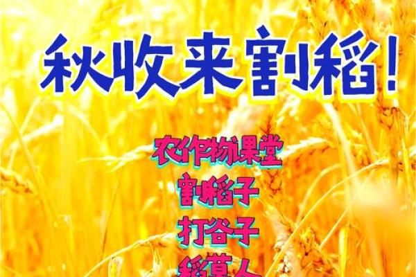 儿童节与农耕文化：从丰收到童年的欢乐