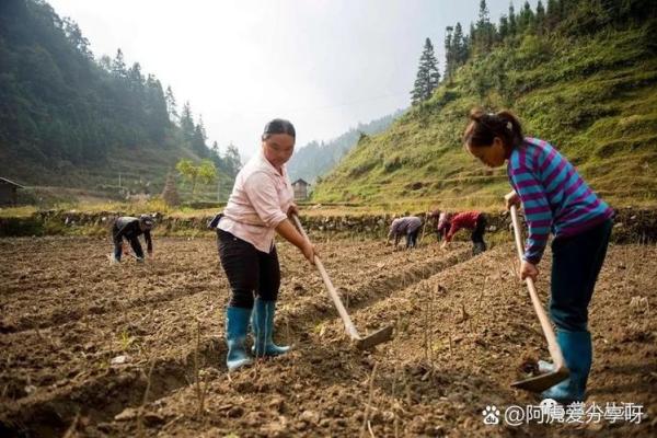 霜降节气对农耕的影响，农民如何准备冬季作物保护