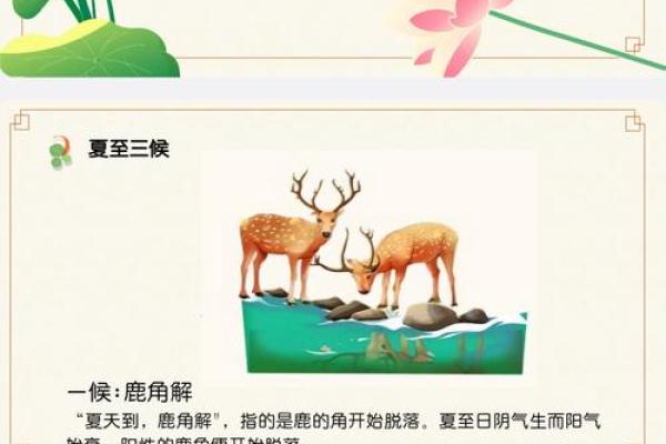 揭秘夏至的传统习俗：从饮食到祭祀的文化传承