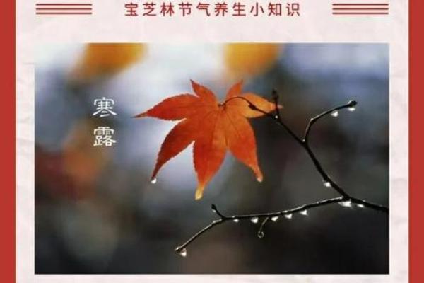 寒露节气的养生秘诀与健康生活指南