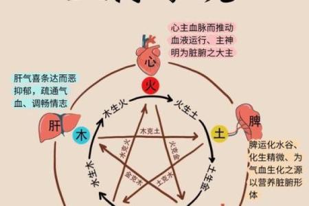 毛五行性格解析:揭秘你的五行特质与天赋潜能