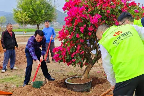 柬埔寨植树节:传承农耕精神与生态文化 柬埔寨植树节:传承农耕精神与生态文化