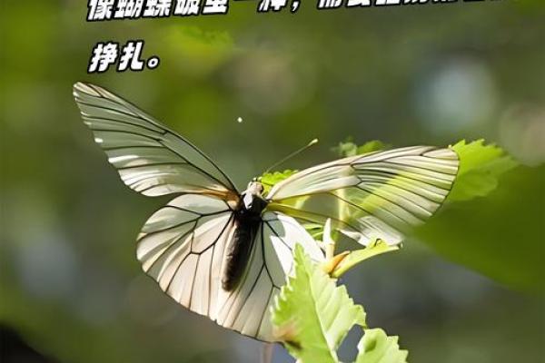 胡一鸣命理精论:命运密码如何助你突破人生困境 胡一鸣命理精论:命运密码如何助你突破人生困境