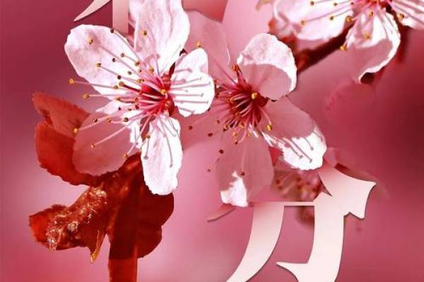 春分节气送男朋友的养生礼物，迎接春天的活力