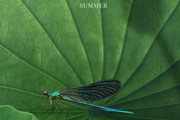 探索立夏,古老节令对现代生活的深远影响 探索立夏,古老节令对现代生活的深远影响