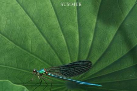 探索立夏，古老节令对现代生活的深远影响