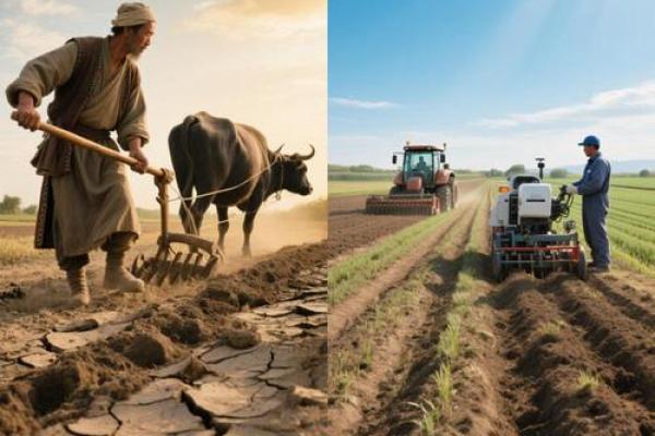 各国节日中的农耕文化与社会发展